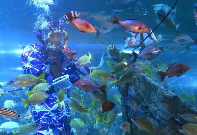 日本女子穿和服潜水喂鱼 展现别样风情（组图）