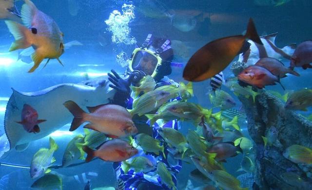 日本女子穿和服潜水喂鱼 展现别样风情（组图）