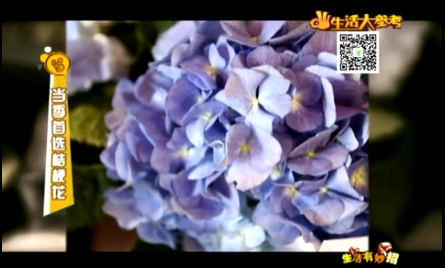 当季首选桔梗花~