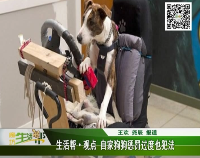 生活帮观点 自家狗狗惩罚过度也犯法