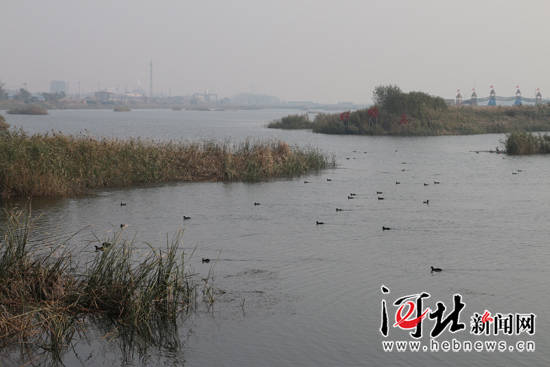 胜芳镇：野鸭戏水中亭河