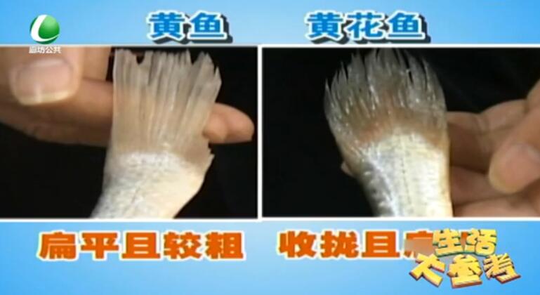你真的会买黄花鱼吗？
