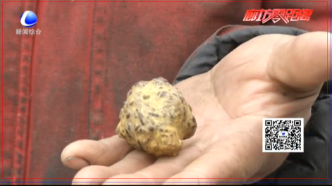 农户宰羊喜获“羊黄”？寻求专家鉴定真伪