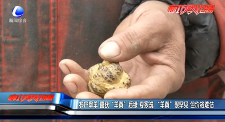 农户宰羊喜获“羊黄”后续专家说“羊黄”很罕见但价格难估