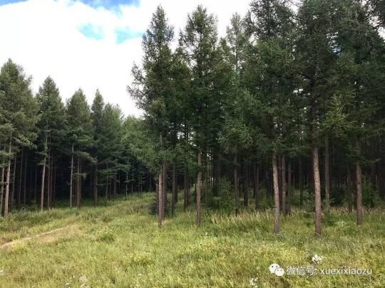 习总牵挂的塞罕坝，你去过吗？小组刚去过！