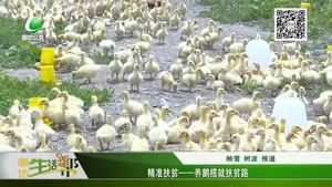 精准扶贫——养鹅搭救扶贫路