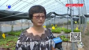 “盆菜夫妻档” 大棚内唱响创业之歌