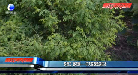 农博士话农事——中天玫瑰栽培技术