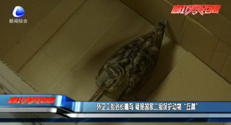 环卫工捡到长嘴鸟 疑是国家二级保护动物“丘鹬”