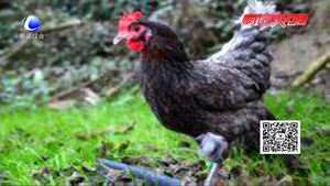 食在好源头——鸡肉的营养价值