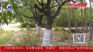 市园林局修复300余棵古树 部分古枣树挂果枝头