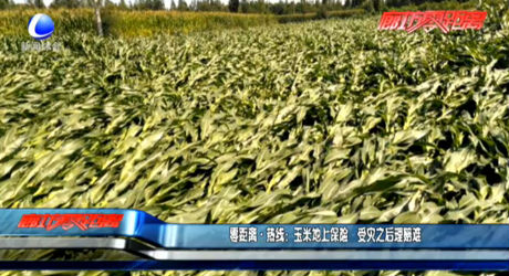 玉米地上保险 受灾之后理赔难