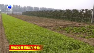 香河县实施六大专项行动 助力精准脱贫