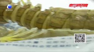 皮皮虾被注胶？专家实验辟谣