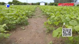 农博士 话农事——新品种黑绿豆栽培技术