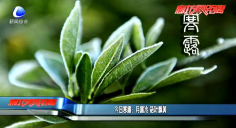 今日寒露：月露冷 梧叶飘黄