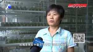 食在好源头——葡萄药理作用与禁忌