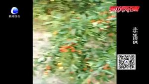 花甲老人难舍枣树林 盼有缘人接手