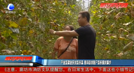 产业加就业扶贫加扶志 香河县贫困户加快脱贫脚步