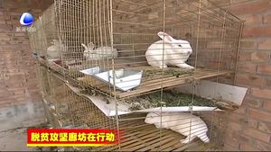 固安县精准帮扶打赢脱贫攻坚战