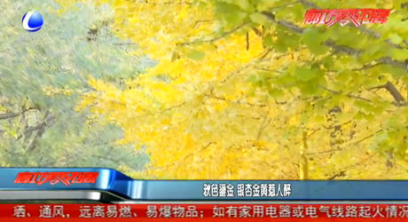 秋色鎏金 银杏金黄惹人醉