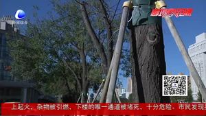 11棵市树成功移植 助力城区道路建设