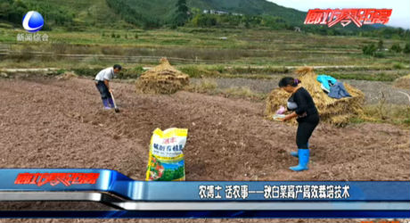 农博士 话农事——秋白菜高产高效栽培技术