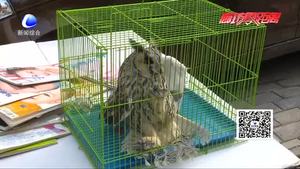 猫头鹰现身集市 无法飞行被救助