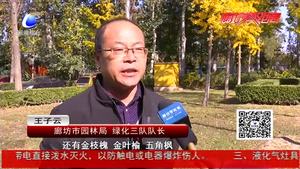 和平路层林尽染 彩叶绚烂