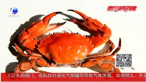 螃蟹柿子大量上市 脾胃虚弱等人群不建议同食