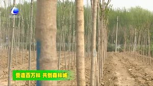 我市加大秋冬季造林力度 打造京津保平原生态过渡带核心区