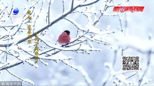 今日大雪：落尽琼花天不惜 封它梅蕊玉无香