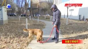 不文明养犬莫让宠物背恶名 治理既靠规范也靠自觉