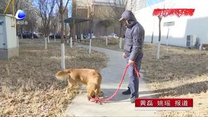 文明养犬（一）有效预防病毒传染