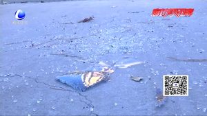 一夜之家 盛德小区西门数十辆汽车车窗被砸
