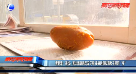 家中母鸡四年没下蛋 宰杀后竟发现肚子里有“宝”