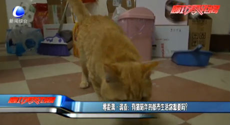 零距离·调查：有猫陪伴的都市生活你想要吗？