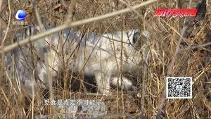 村民发现受伤狐狸诱捕失败 动物救助中心：它会自愈