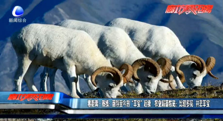 留存至今的“羊宝”后续 农业局畜牧站：比较多见 并非羊宝