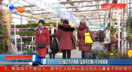 元旦临近花卉热销 仙客来杜鹃小花卉受追捧