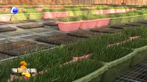 永清县鑫耕田果蔬专业合作社黄芽韭菜种植收益高