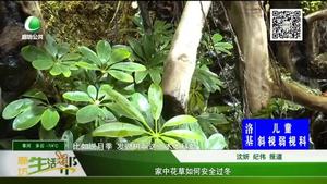 家中花草如何安全过冬