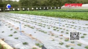 寒冷潮湿影响作物 农作物防冻有妙招