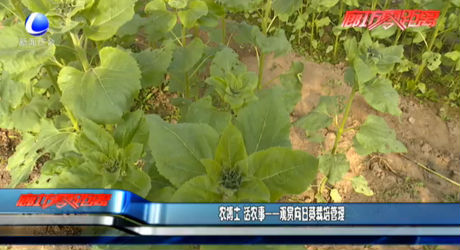 农博士 话农事——观赏向日葵栽培管理