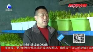 特色黄芽韭 开辟致富路