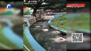 小猪来逗趣 猪年迎好运（五）