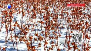 清晨春雪来袭 为庄稼盖上一层棉被