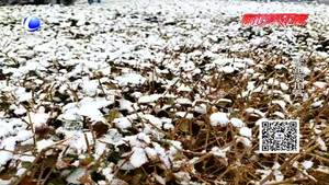 正月十五雪打灯 来年定有好收成