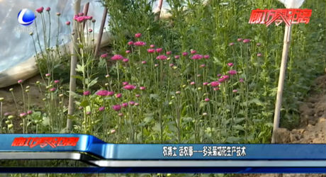 农博士 话农事——多头菊切花生产技术