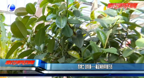 农博士 话农事——橡皮树的养殖方法